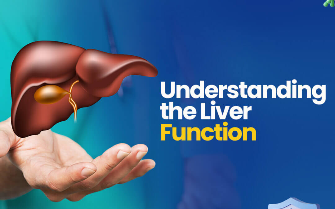 Understanding The Liver Function SYNLAB Nigeria