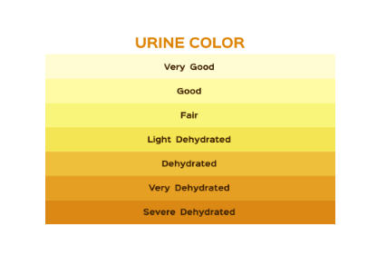 Components of a Urinalysis and What They Indicate - SYNLAB Nigeria